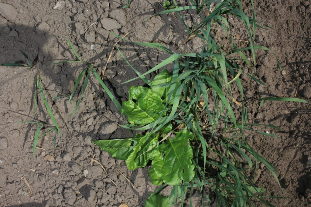 Image of sugarbeet before detection