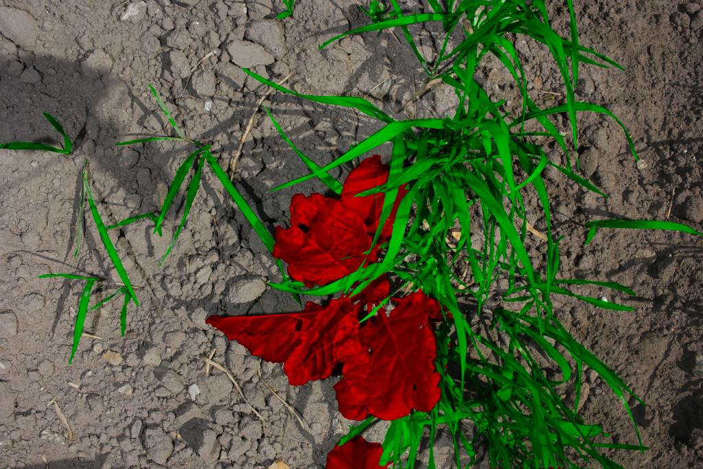 Image of sugarbeet that is automatically detected and highlighted in the image