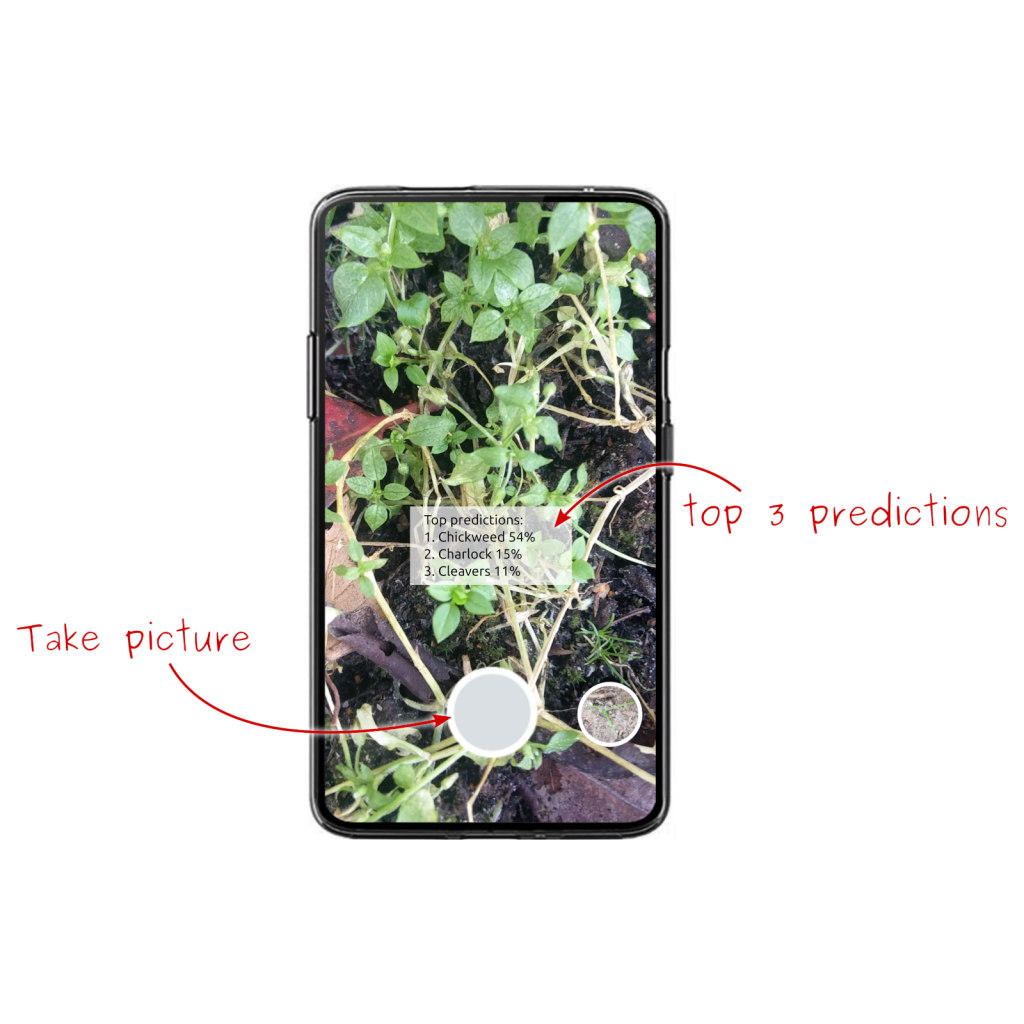 The Weedr app showing three ranked species suggestions