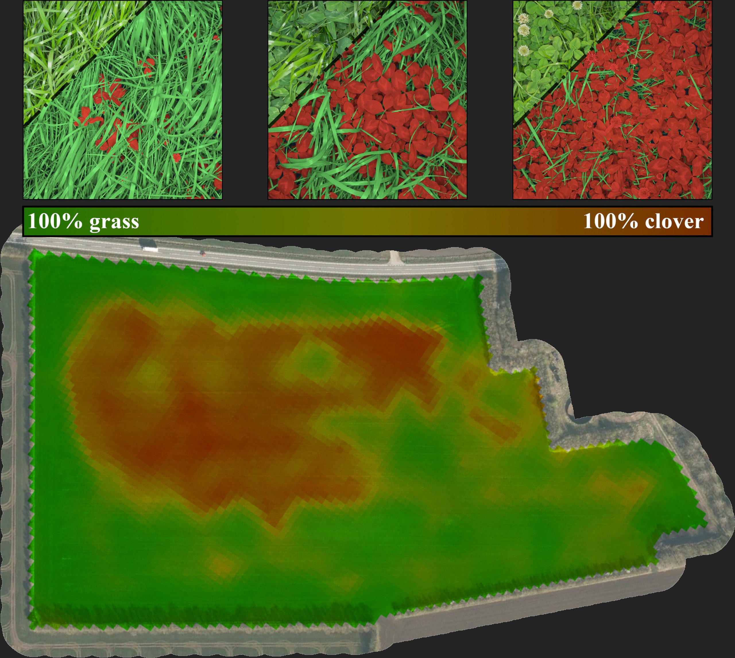 Images where crops are segmented based on their type and a map that shows the clover distribution in a field
