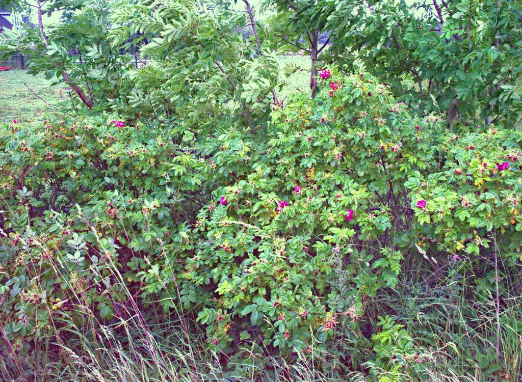 Sample photo from CamAlien