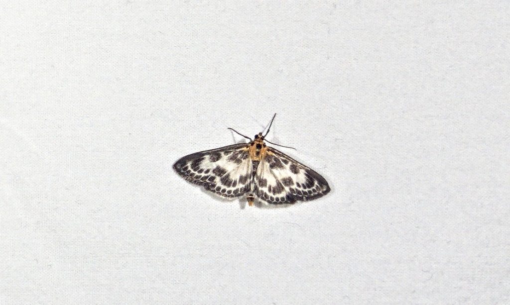 Moths photographed on the trap screen