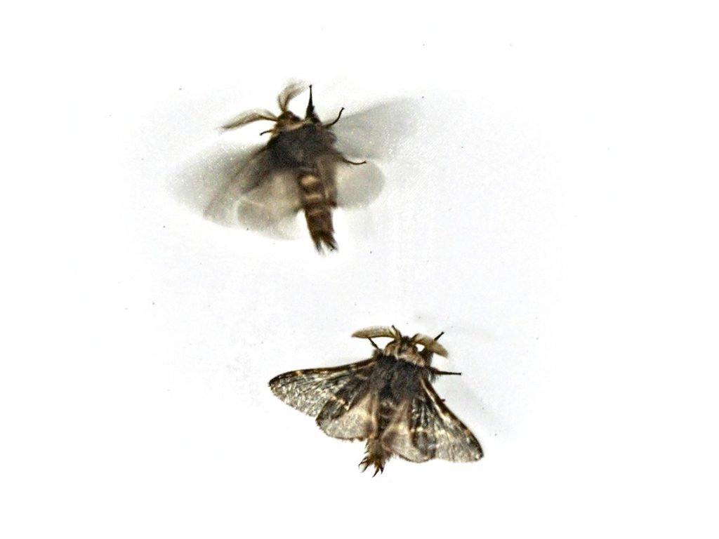 Close-up of moths on the illuminated screen