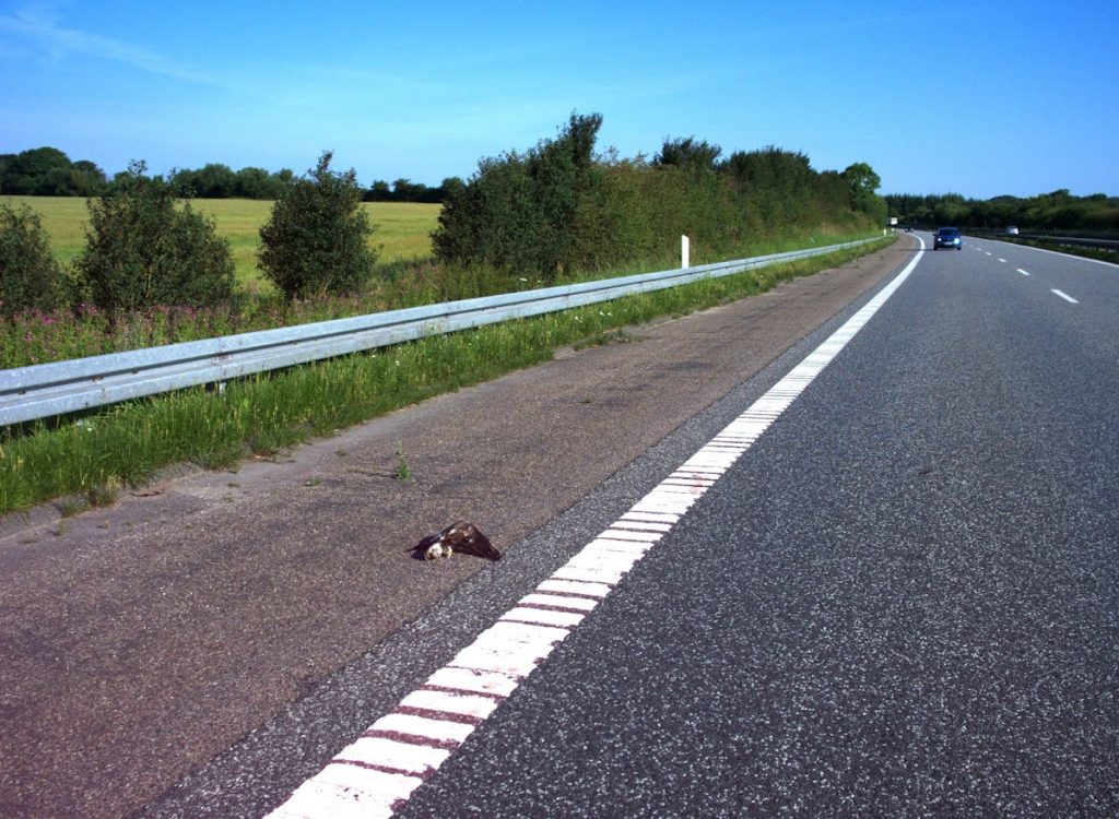 Sample photo of automatic roadkill detection using CamAlien