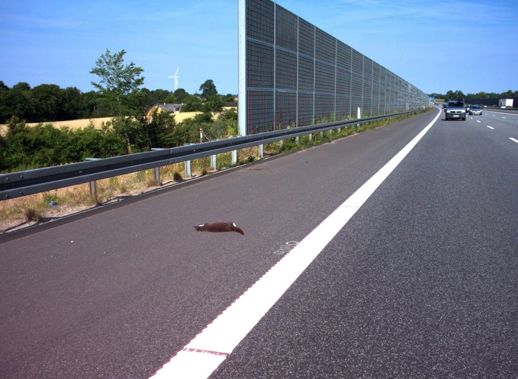 Sample photo of automatic roadkill detection using CamAlien
