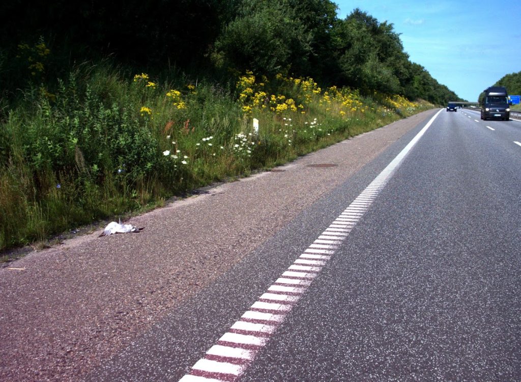 Sample photo of automatic roadkill detection using CamAlien
