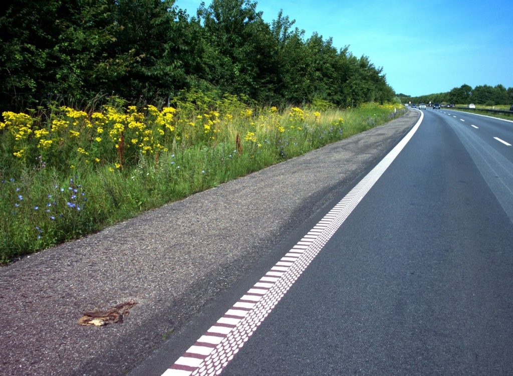Sample photo of automatic roadkill detection using CamAlien