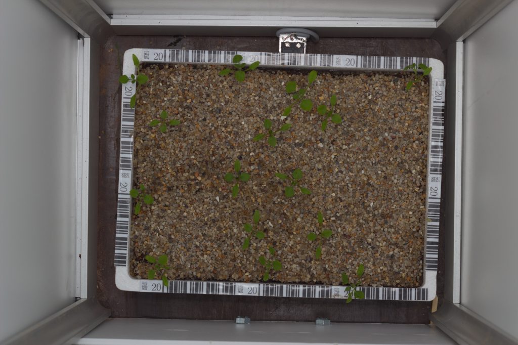 Sample of plant tray growing chickweed