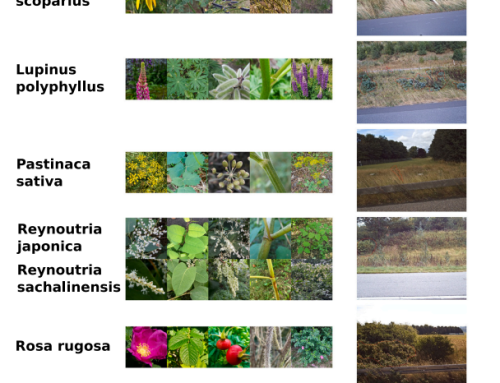 Adapting a global plant identification model to detect invasive alien plant species in high-resolution road side images