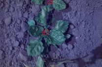 automatic detection of sugar beet stem point