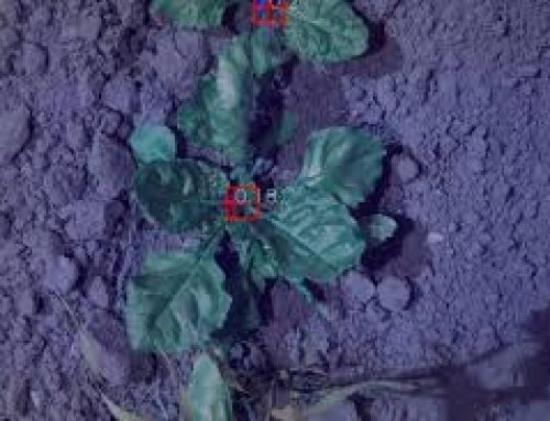 Camera-based estimation of sugar beet stem points and weed cover using convolutional neural networks