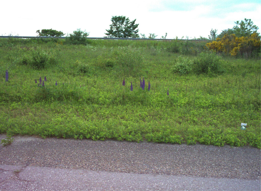 Sample photo of automatic litter detection using CamAlien
