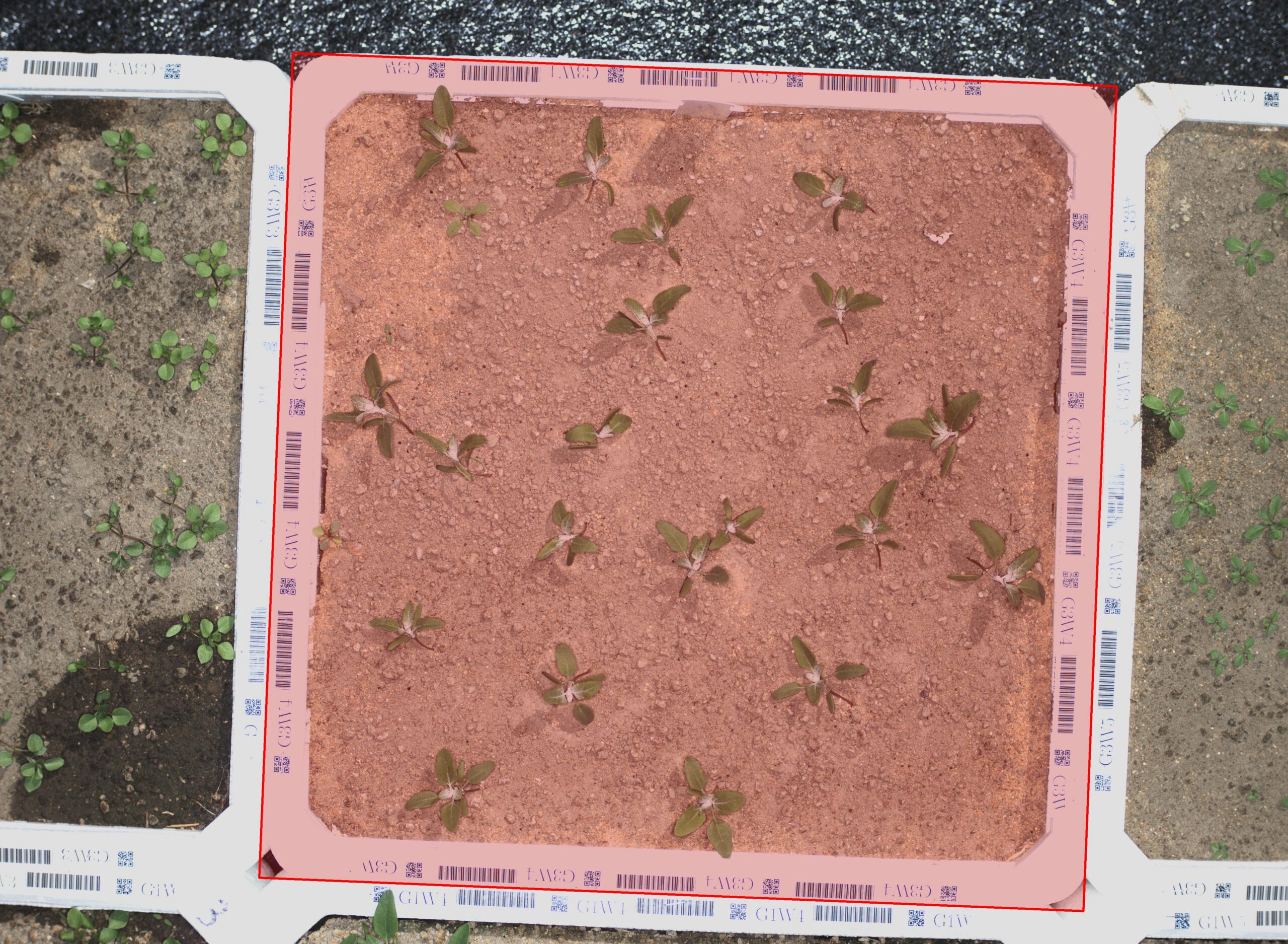Detected plant tray