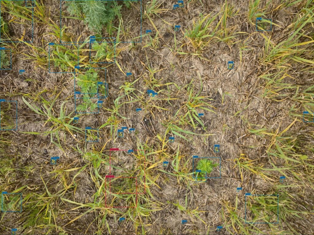 top-down image from a field showing detections of monocot and dicot weeds